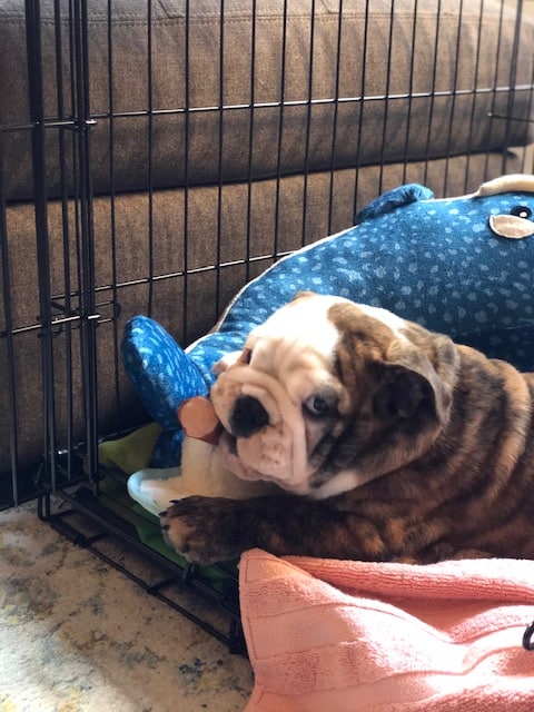 Ollie the bulldog chewing on a whale toy