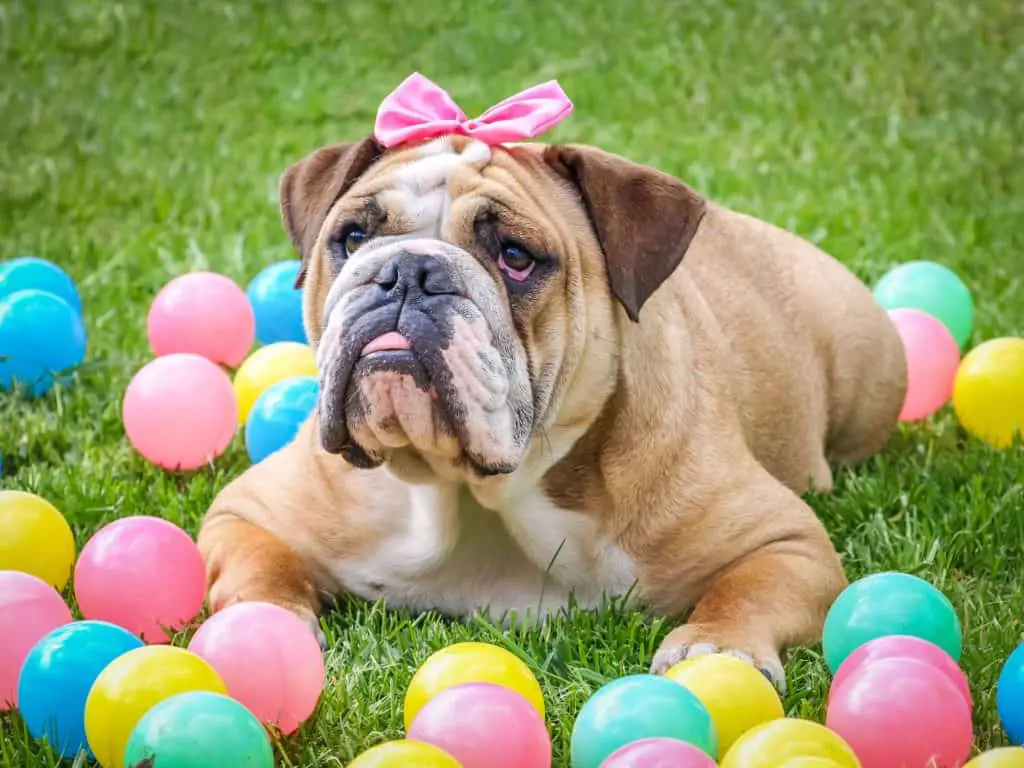 English bulldog surrounded by ballons