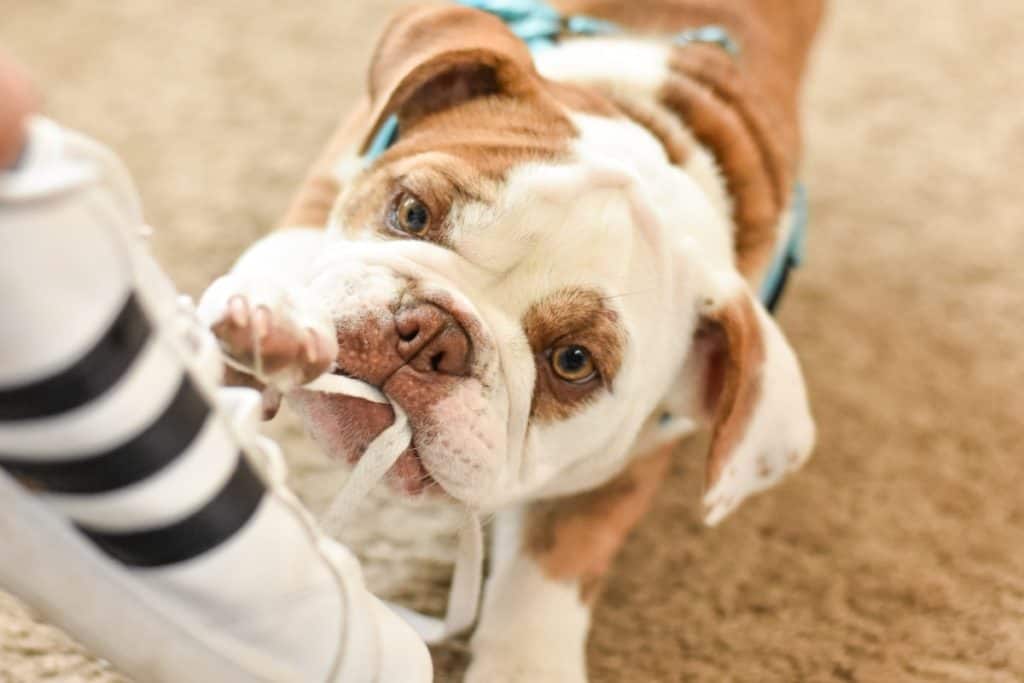 How to Stop Your English Bulldog from Biting: 14 Confirmed Strategies