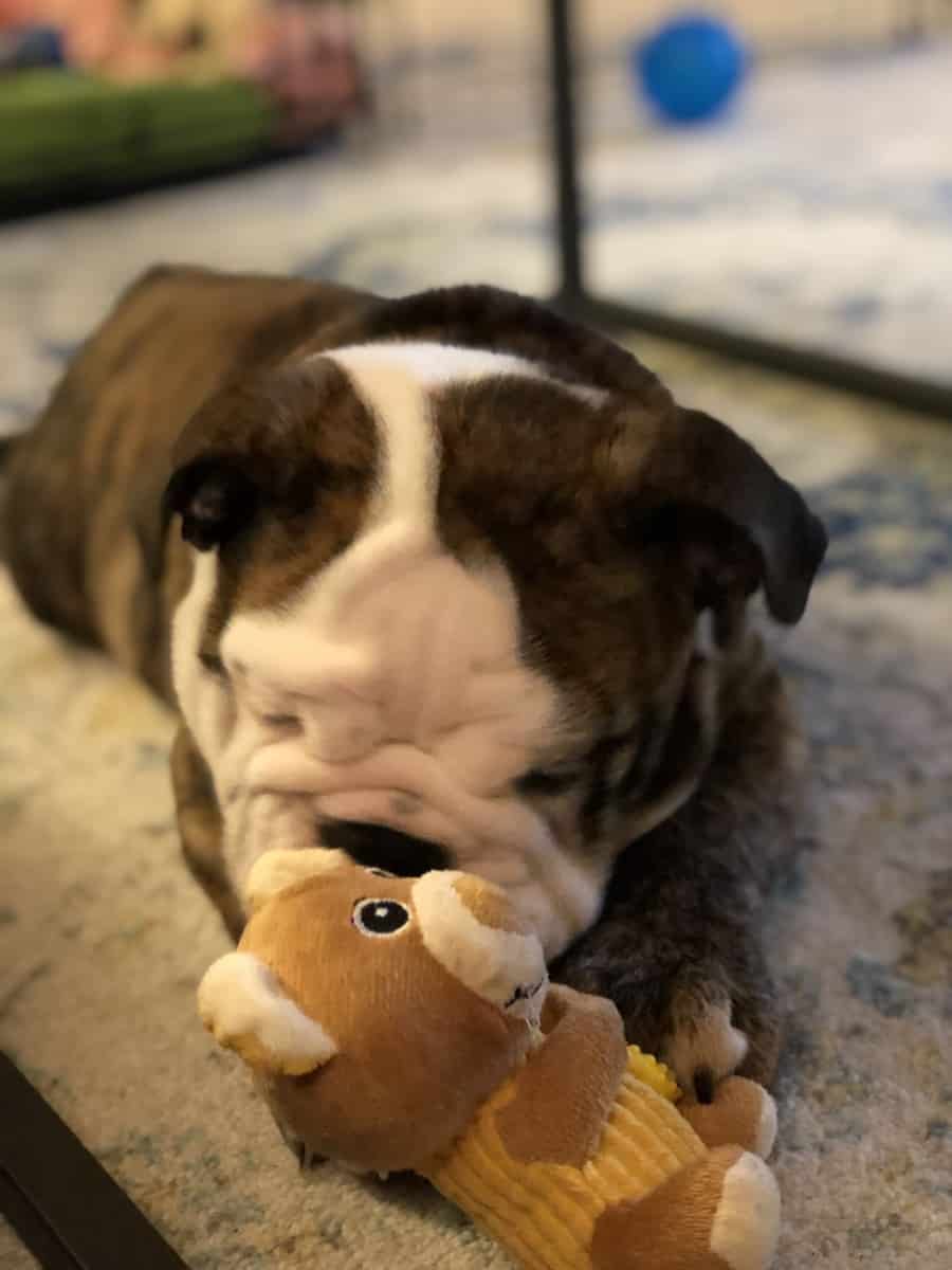 Top 10 Toys for English Bulldogs That Will Keep Them Entertained The
