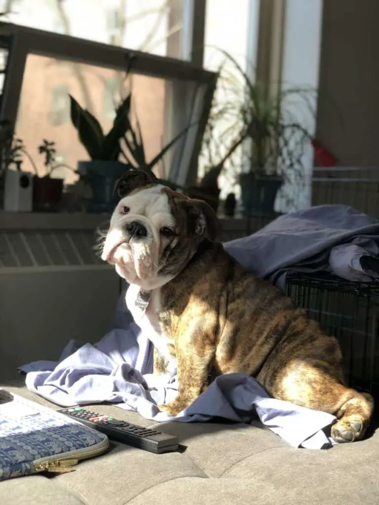 Oliie the bulldog sitting on the couch
