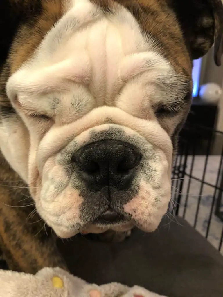 Why Is My Bulldogs Nose Crusty And Dry Tips For A Healthy Nose The