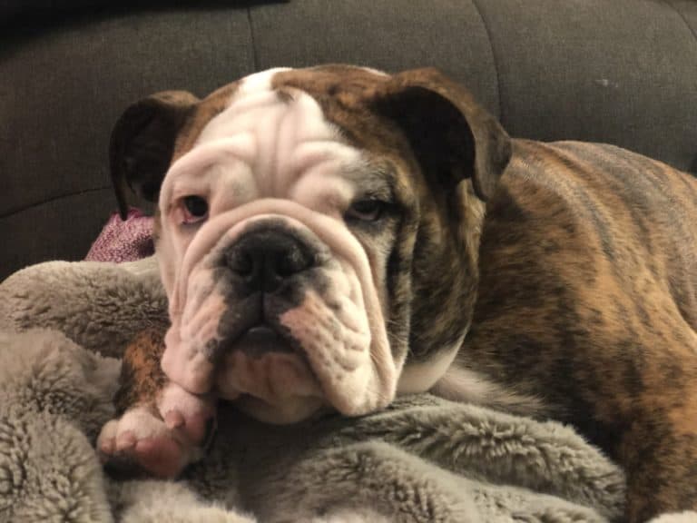 How Long Do English Bulldogs Stay