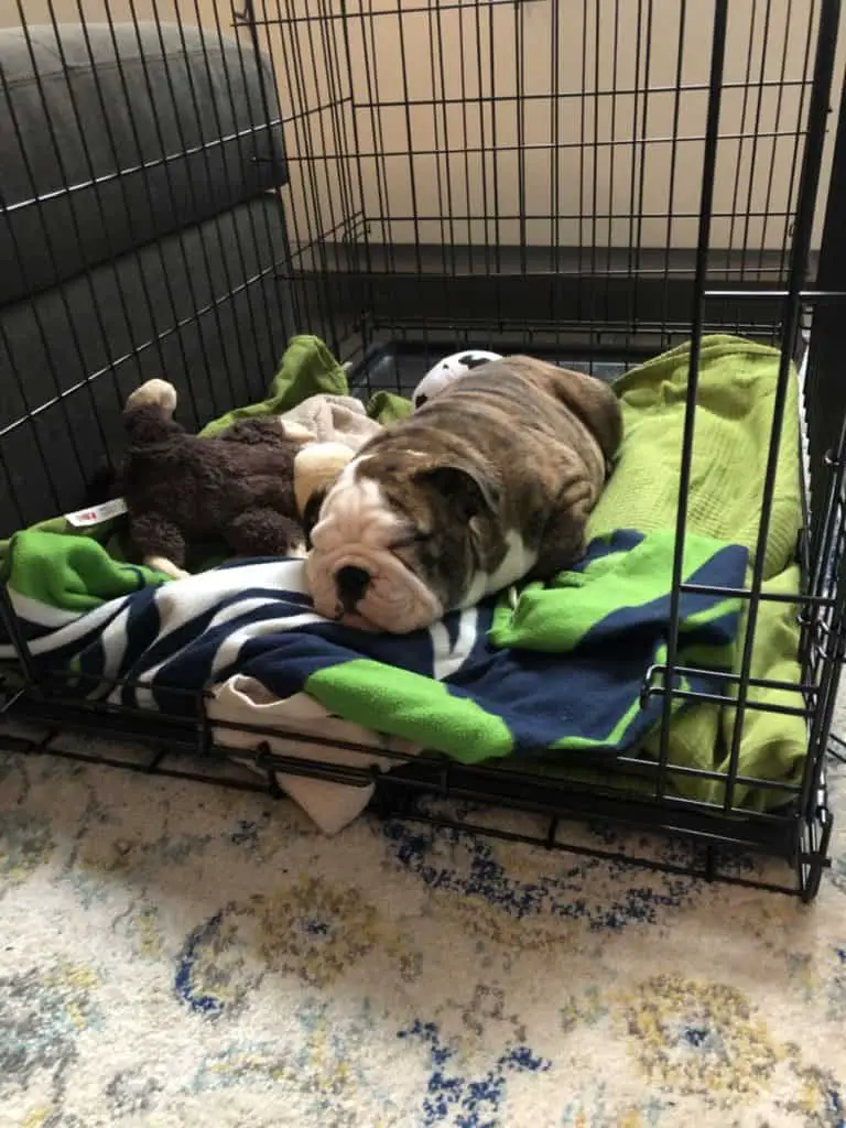 English Bulldogs’ Sleep: Patterns and Needs – The Bulldog Blog