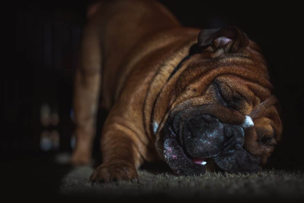 Do Bulldogs Drool? The Bulldog Blog
