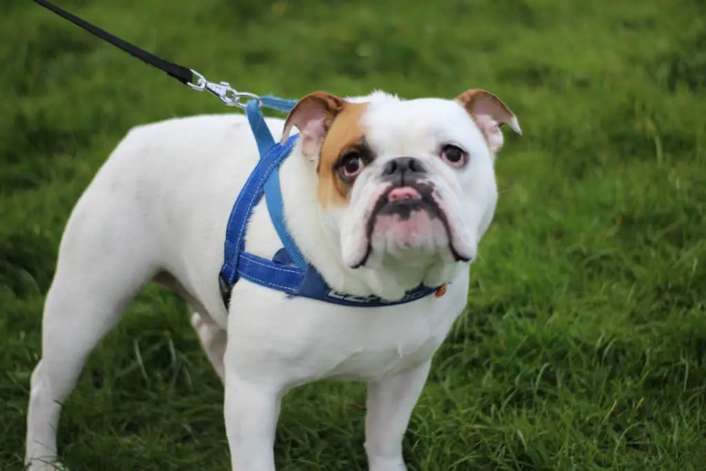 Are English Bulldogs Smart? – The Bulldog Blog