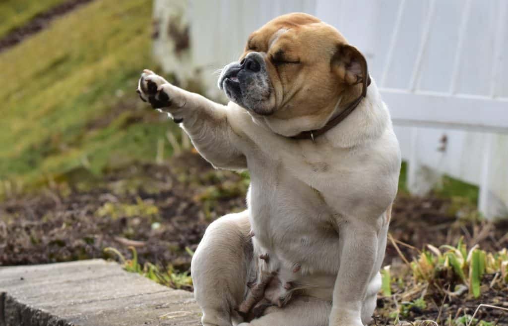 Top 15 Healthy Dog Treats for English Bulldogs – The Bulldog Blog