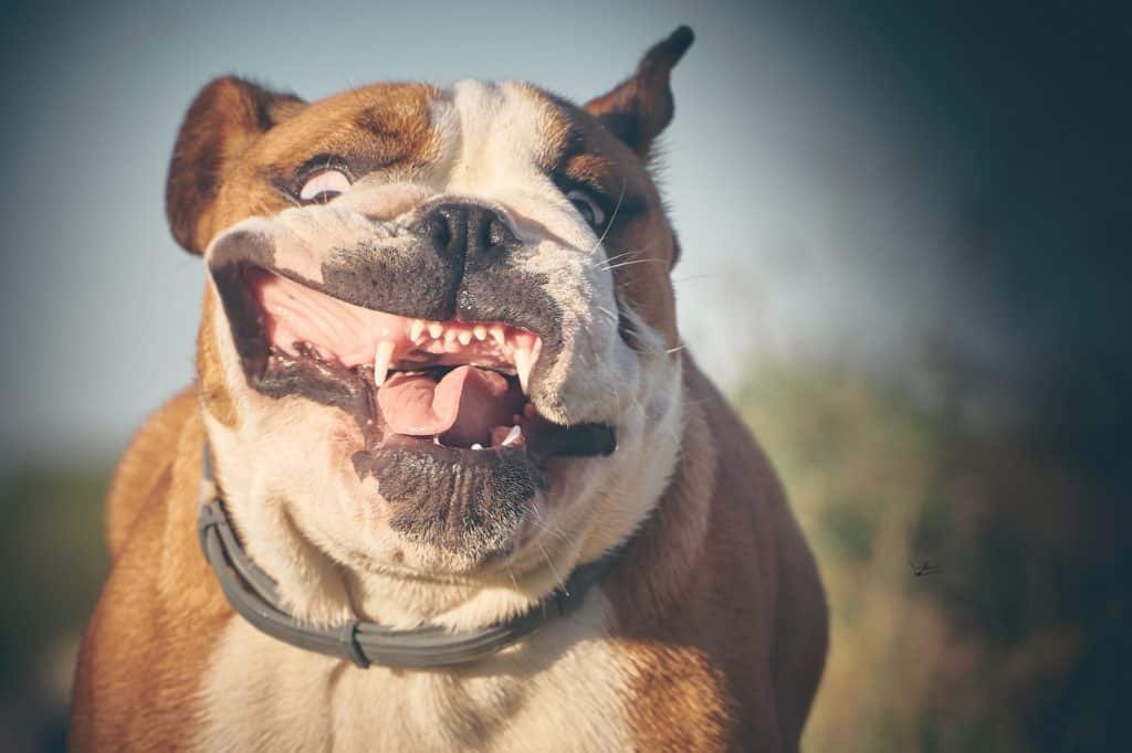 Bulldog Teeth in 2023 Learn more here | bulldogs