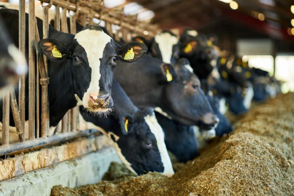 Diary cows inside a barn