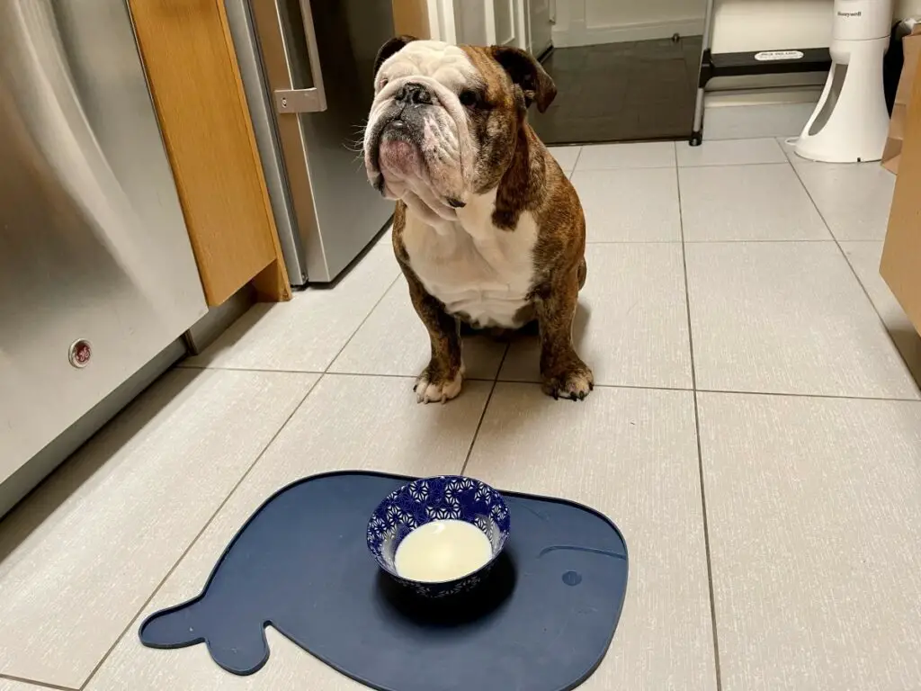 English bulldog sitting in front of a bowl of milk