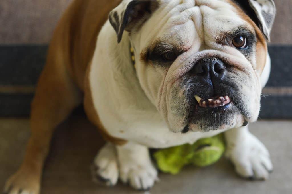 What Causes Cherry Eye in English Bulldogs? The Bulldog Blog