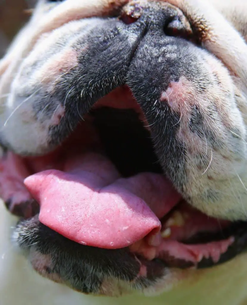 Why is My Bulldog’s Nose Crusty and Dry? Tips for a