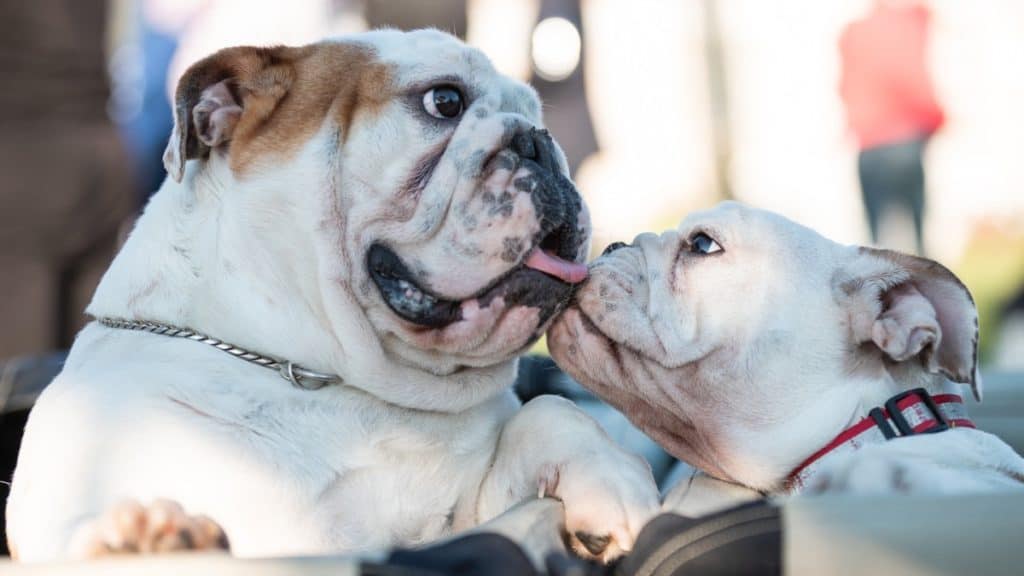 english-bulldogs-vs-french-bulldogs-what-are-the-similarities-and