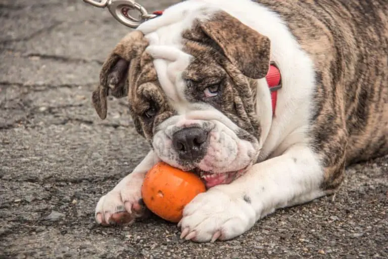 20191020 Bulldog eating an orange – The Bulldog Blog