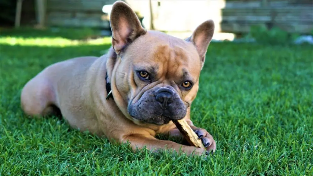 Why Do Dogs Chew Sticks and is it Safe? The Bulldog Blog