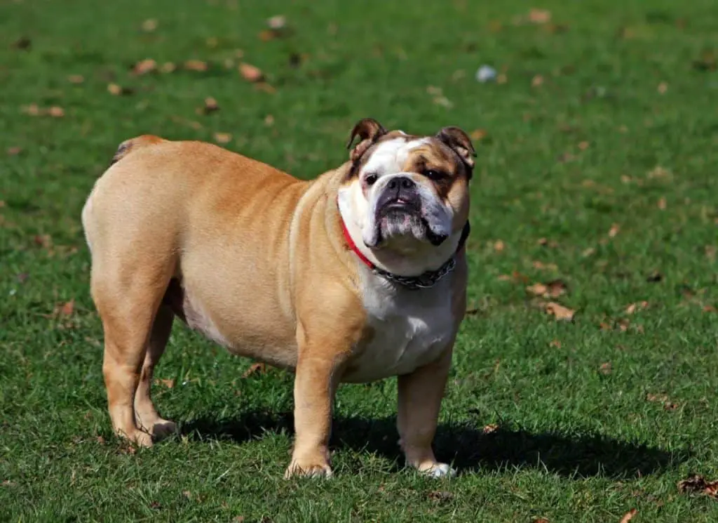 Do Bulldogs Fart Tips For Reducing Flatulence The Bulldog Blog