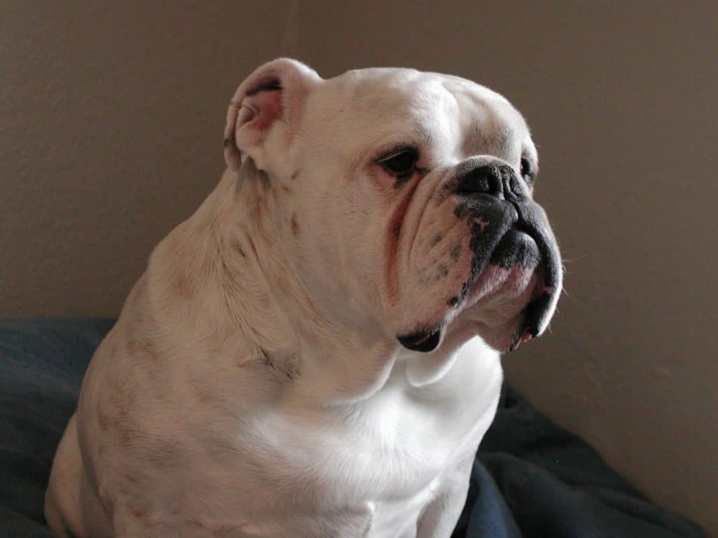 Why do Bulldogs Have Flat Faces? – The Bulldog Blog