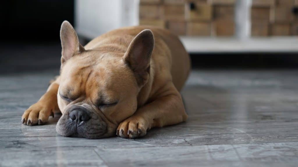 Most Common French Bulldog Allergies and How to Treat Them