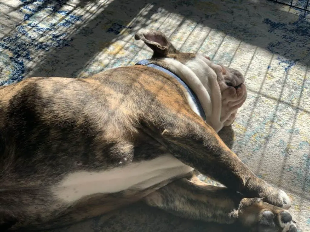 Ollie the bulldog puppy sunbathing