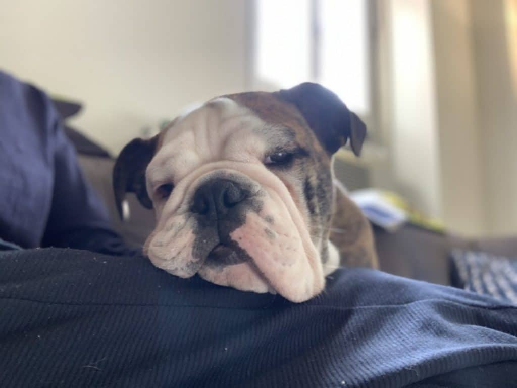 Ollie the bulldogs resting his head and drooling a little.