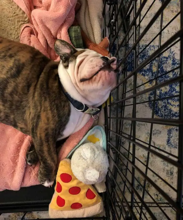 Pink Muzzle Mystery What Causes Your Bulldog’s Facial Redness? The