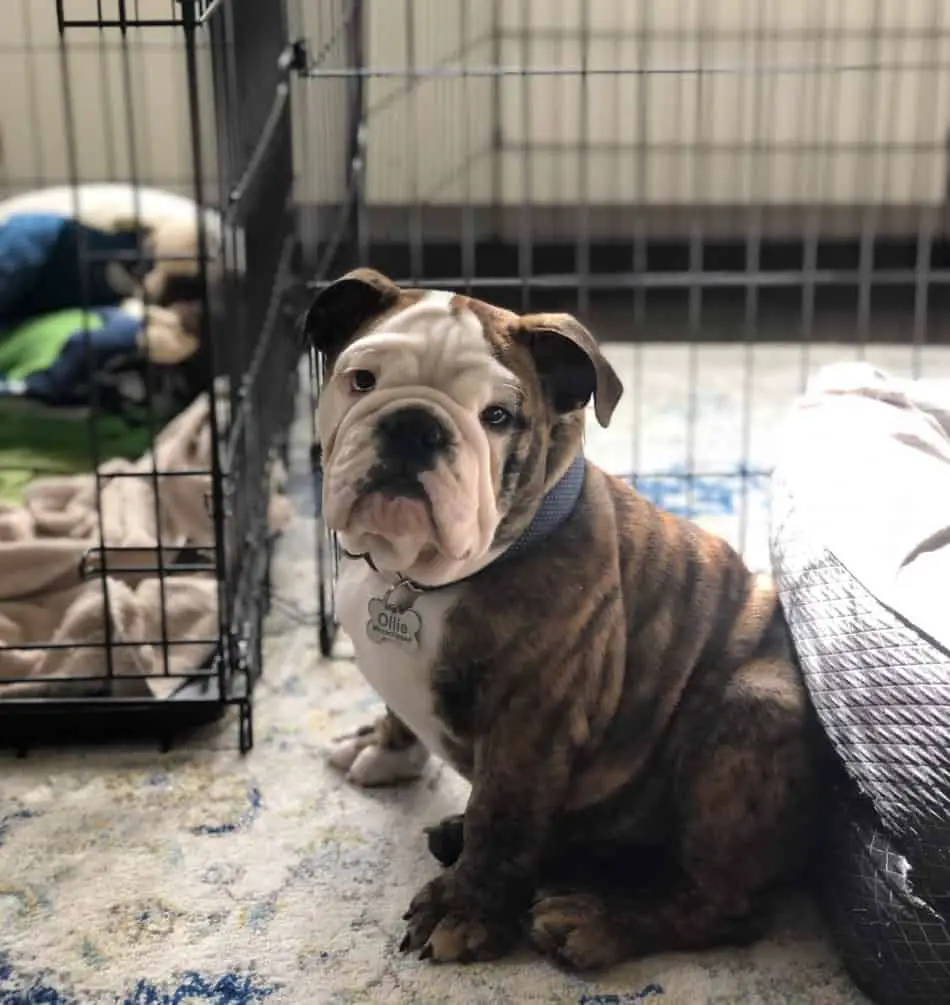 How Much Do English Bulldogs Cost? And the Annual Costs Of Raising a