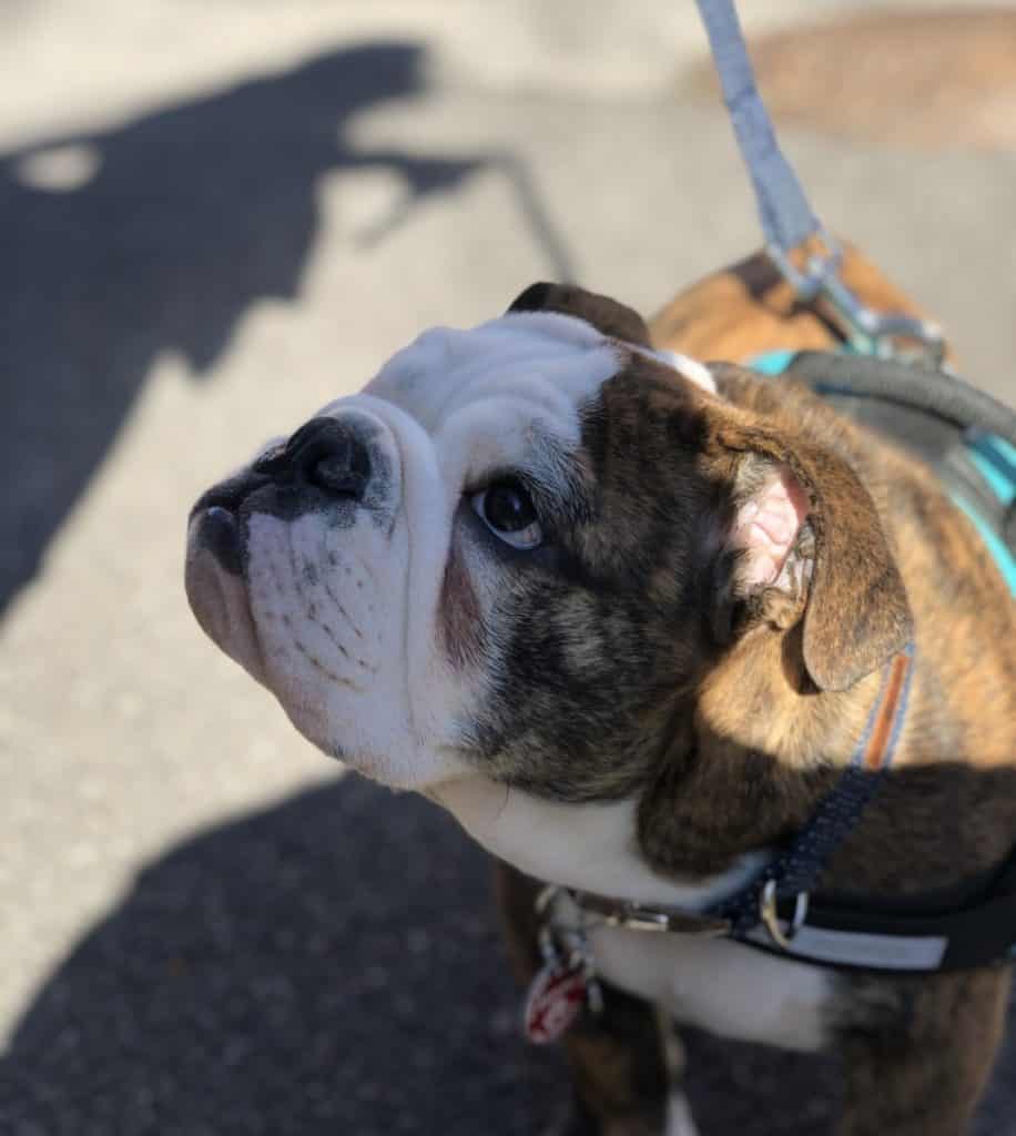 Dog looking up at its owner