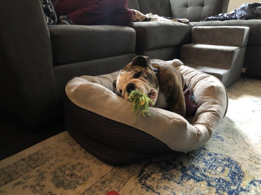 How to Pick the Perfect Dog Bed for a Bulldog The