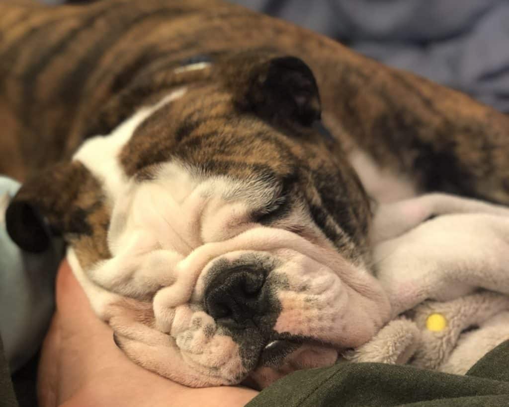 Close-up of a sleeping English Bulldog with a brindle and white coat, showcasing the breed's characteristic wrinkled face resting comfortably. The dog's squished, peaceful expression conveys deep relaxation.