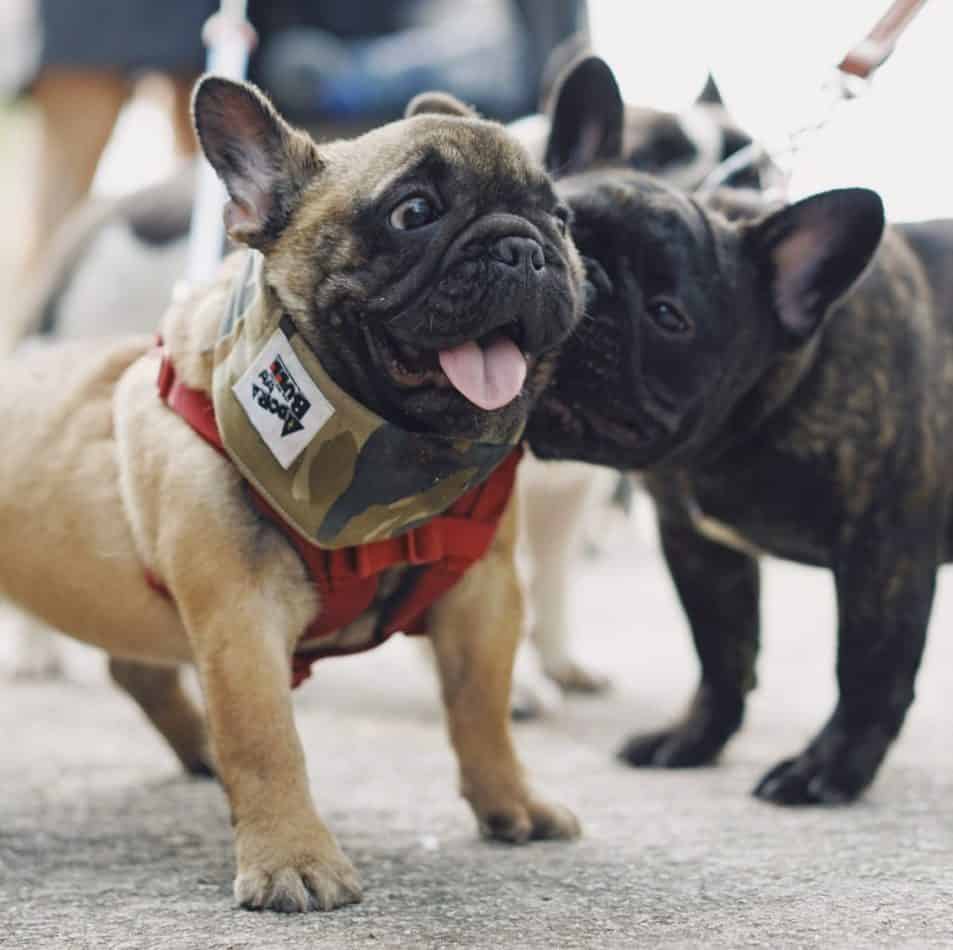 At What Age do French Bulldogs Calm Down and Tips to Help