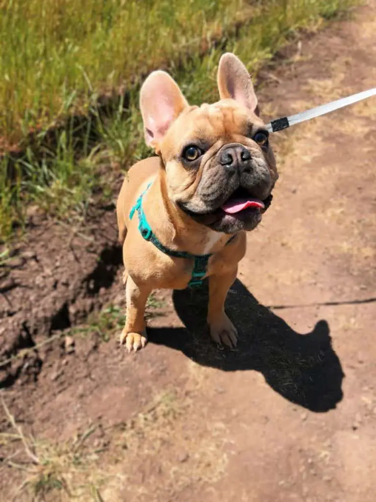 Top 15 Healthy Dog Treats For French Bulldogs The