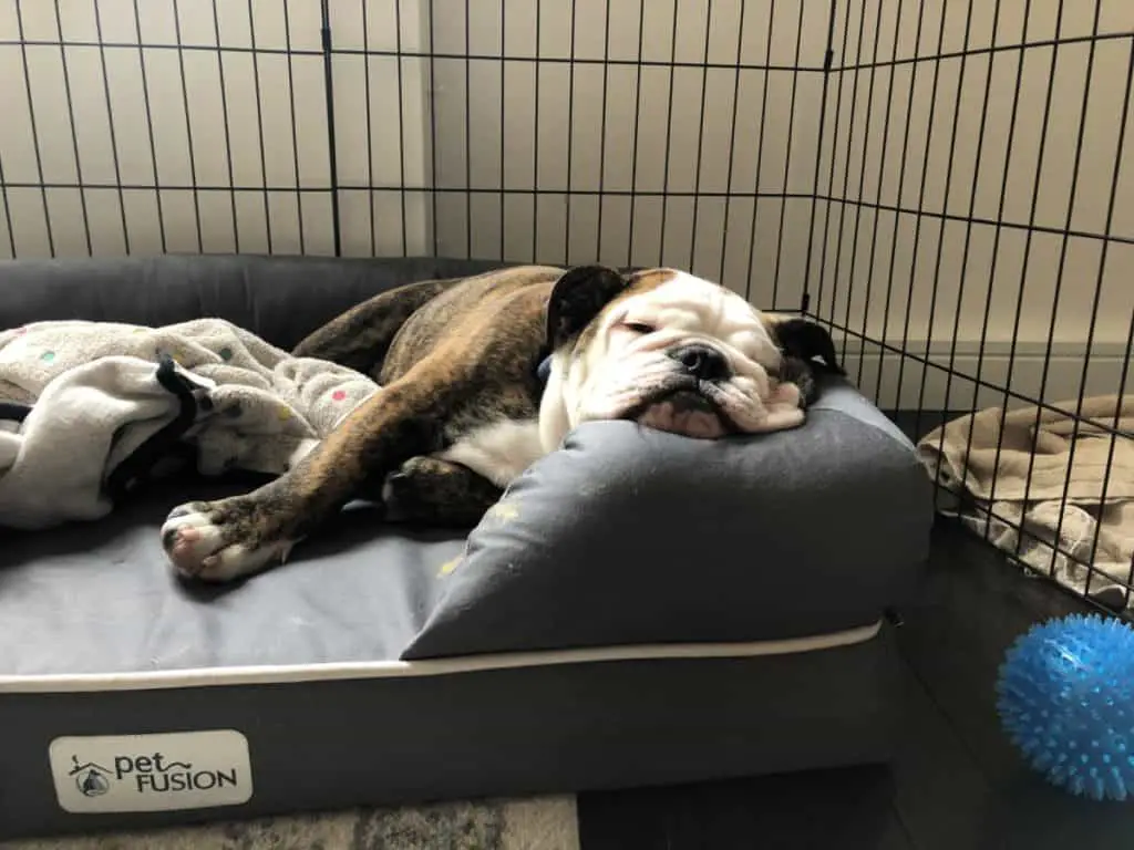 Bulldog sleeping