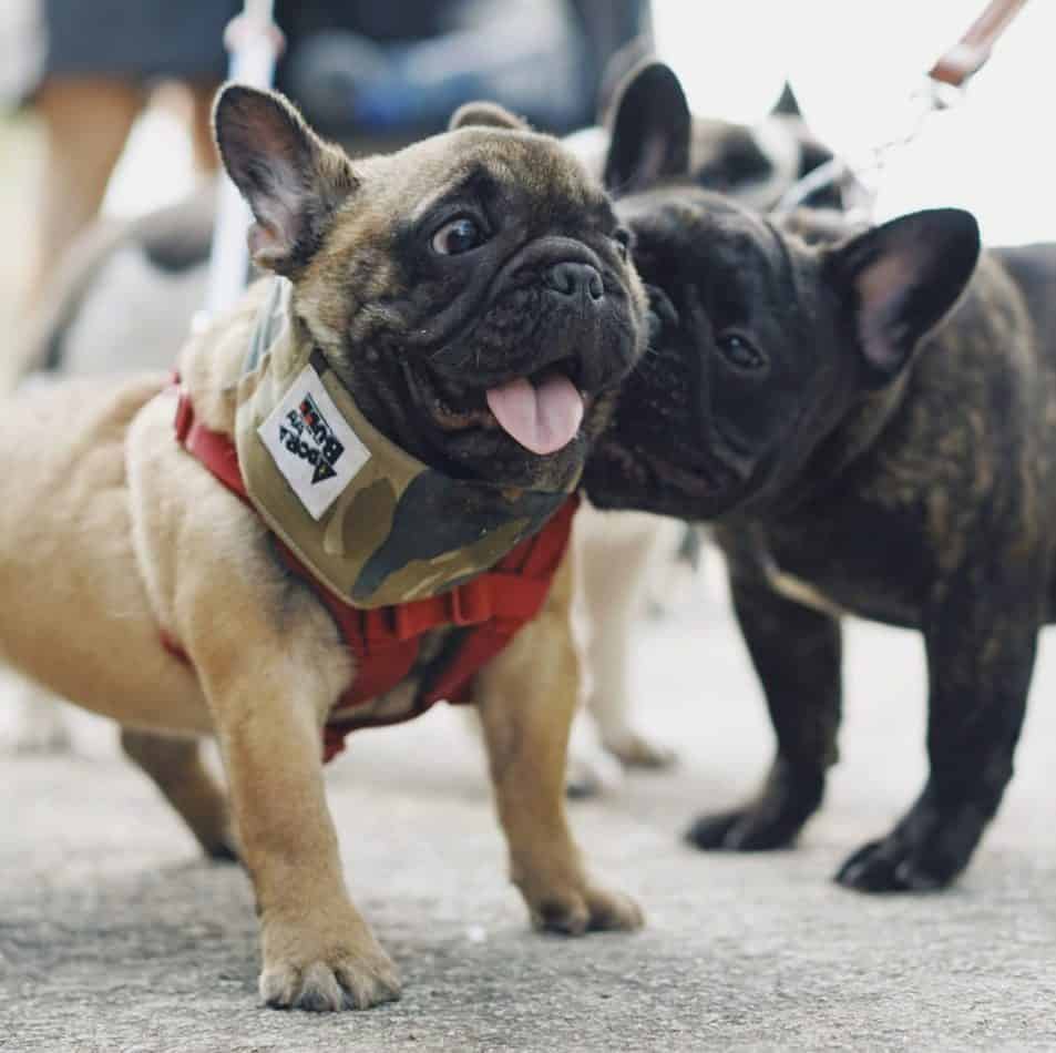 Male vs Female French Bulldog, What are the Differences