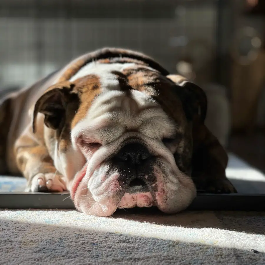 Sleeping English bulldog lying on the carpet