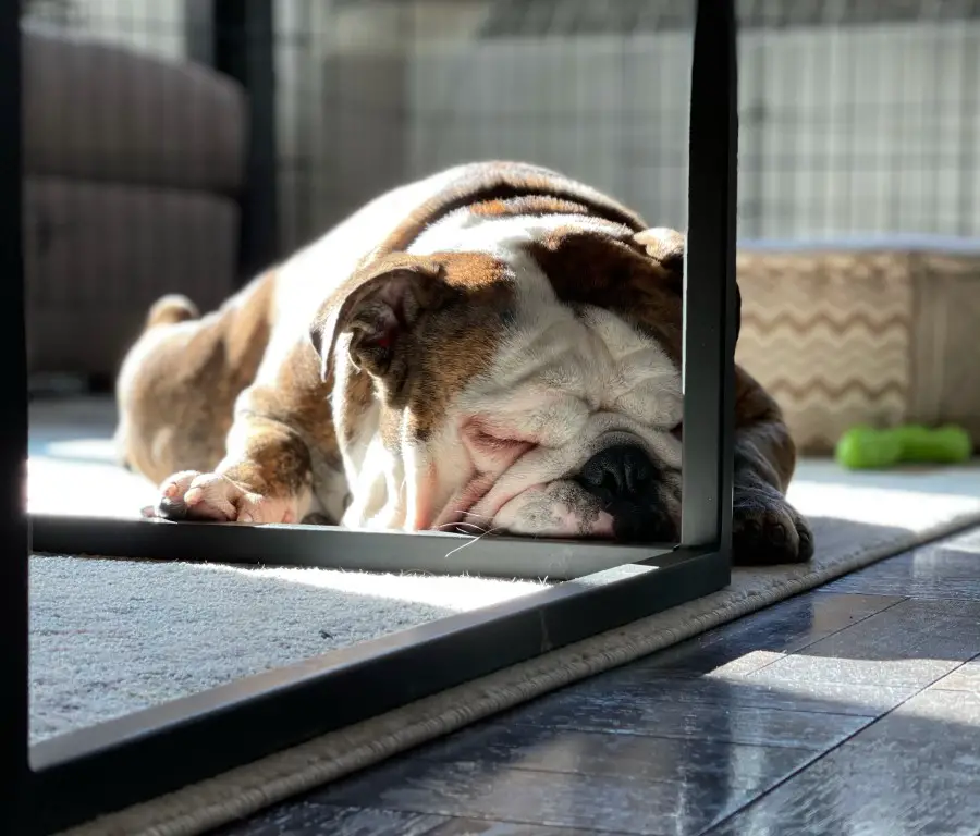 English bulldog sleeping on the carpet near a coffee table