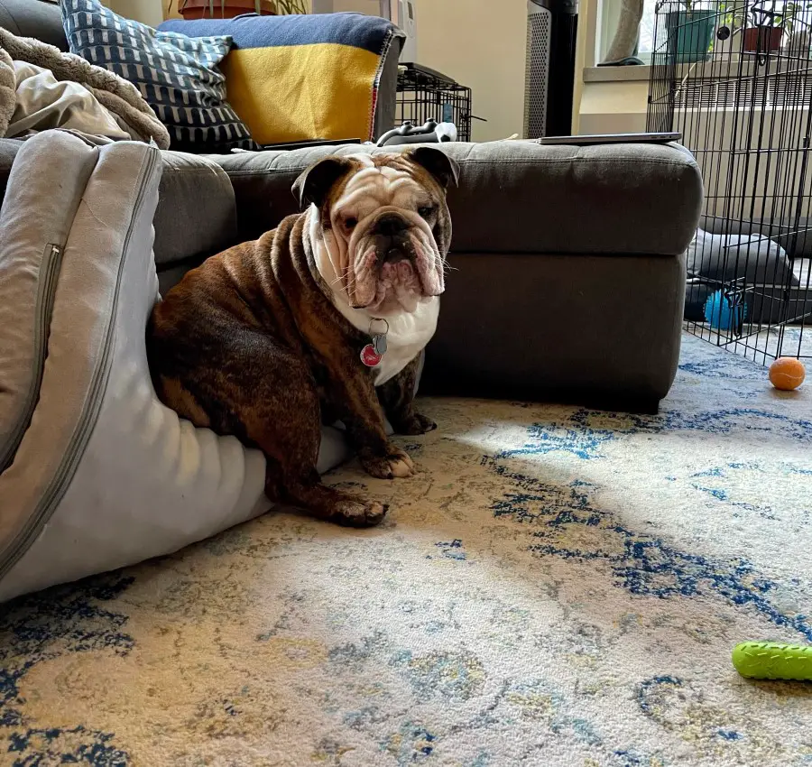 English bulldog sitting on his folded bed staring at the camera