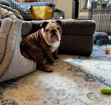 how much should old english bulldogs weigh
