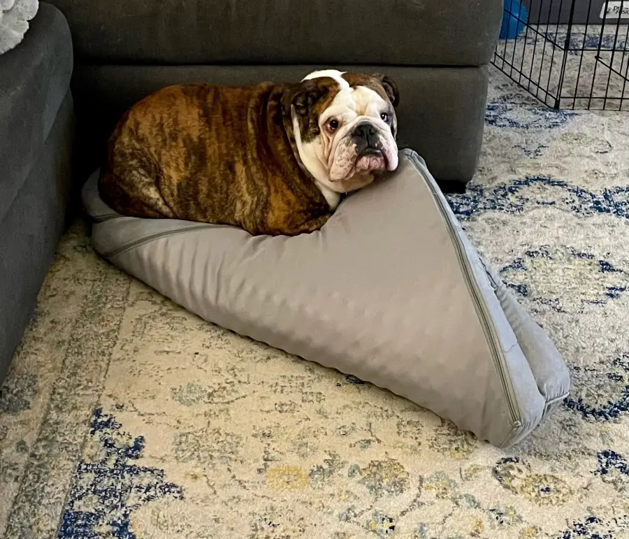 Guilty looking bulldog sitting on his folded bed
