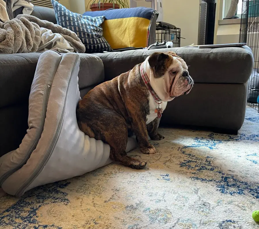 English bulldog sitting on his folded bed and looking foward