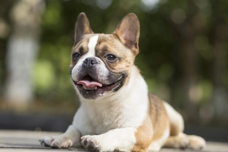 French Bulldog with Ear Infection