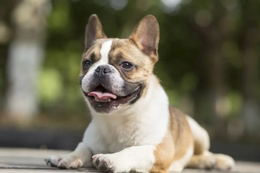 are english bulldog ears supposed to stand up