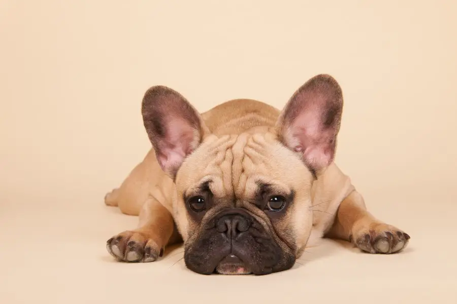 How Long Will Your French Bulldog Live?