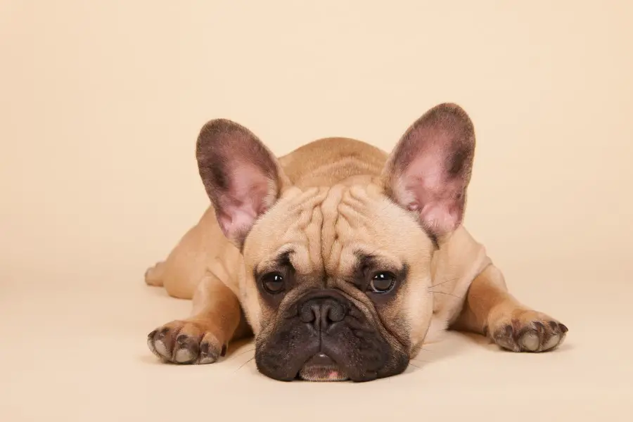 how long do french bulldogs normally live