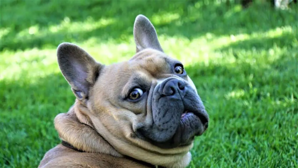 French Bulldogs Tear Stains How To Get Rid Of Them The Bulldog Blog
