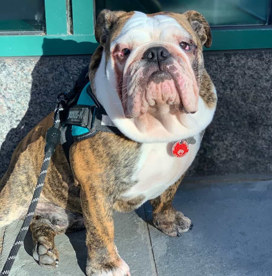 Picking the Perfect Leash for English Bulldogs and Why