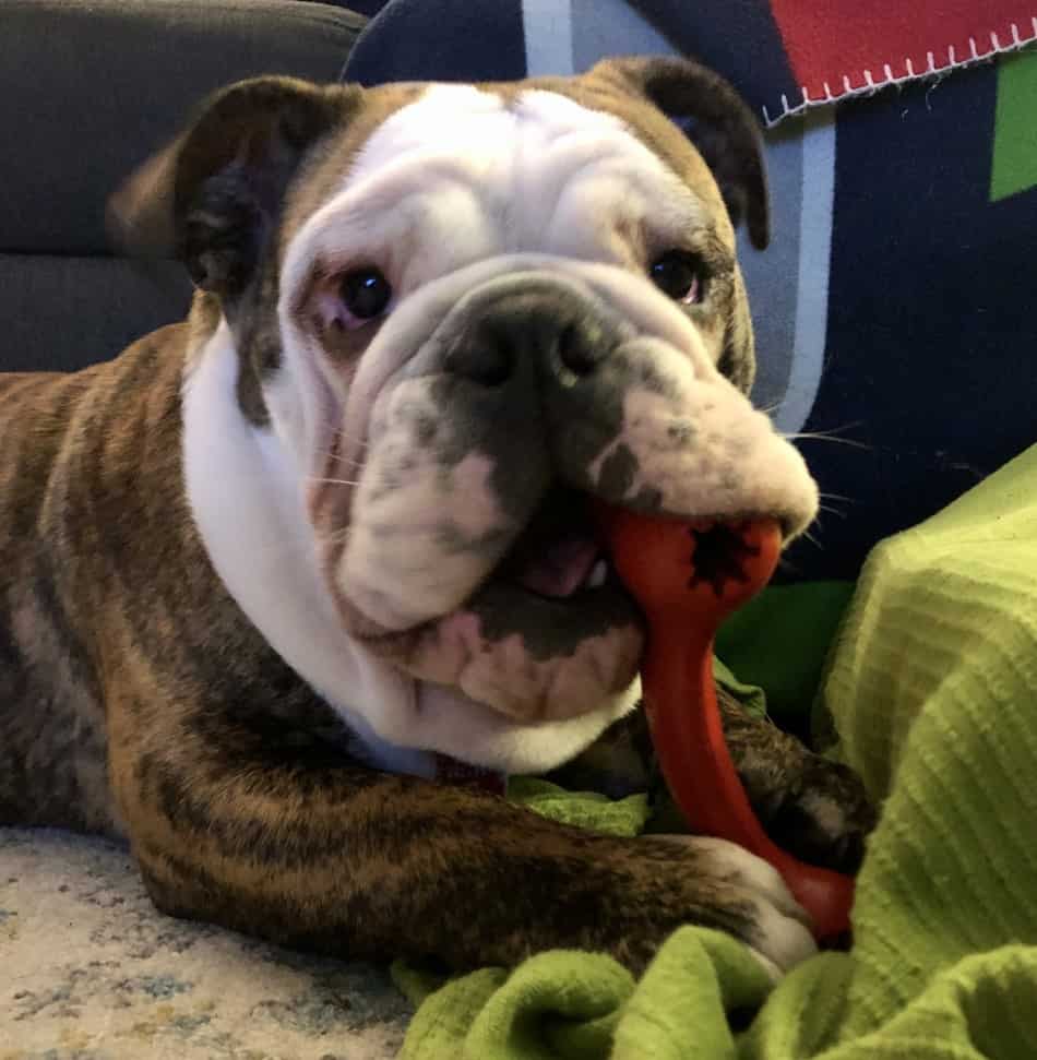 how strong is an english bulldogs bite