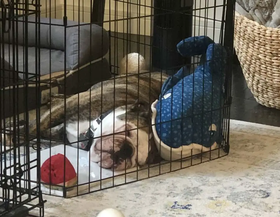 A brindle English Bulldog is lounging inside a wire crate, its head resting just outside the crate's door, displaying a relaxed and sleepy demeanor. The crate is furnished with cozy bedding and a blue, patterned blanket is visible, adding to the comfort of the dog's restful environment.