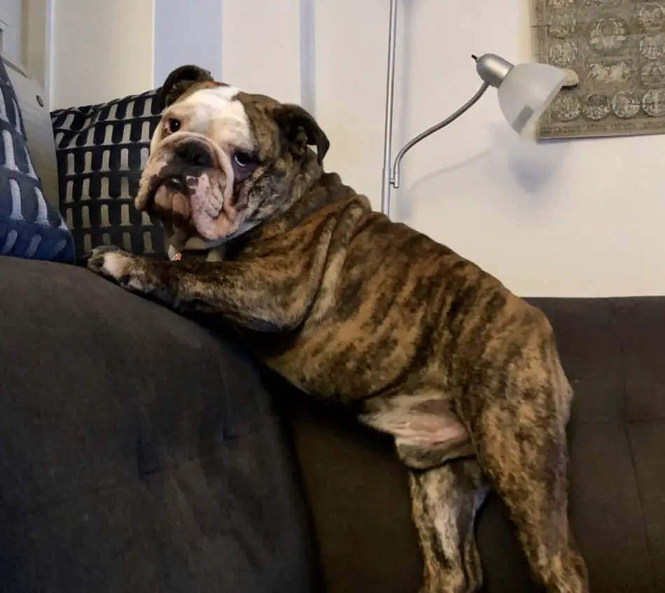 how to calm a hyper english bulldog