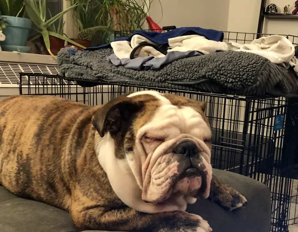 A brindle English Bulldog with white markings is sound asleep, resting its head on the edge of a wire crate. A pile of soft grey blankets is in the background, suggesting a cozy, domestic setting.