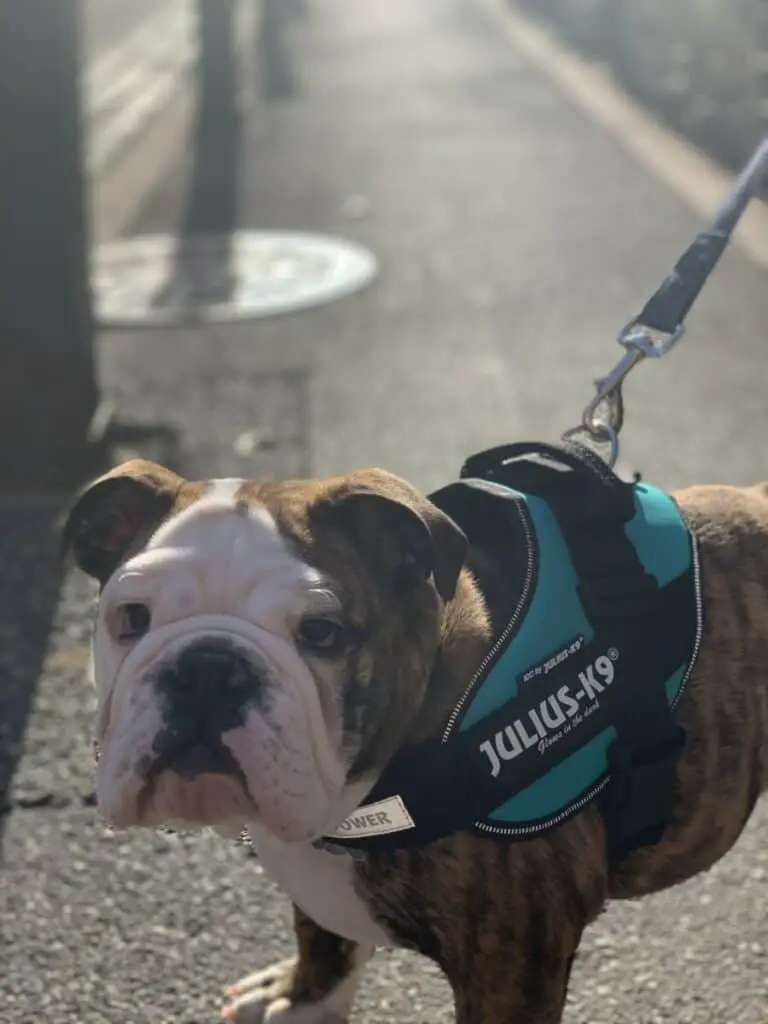 English bulldog walking outside on a leash